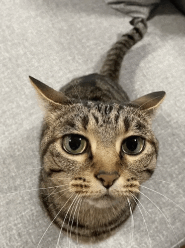 a cat with a long tail is laying on a couch and looking up at the camera