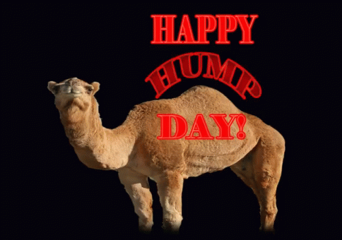 Hump Day Happy Hump Day GIF - Hump Day Happy Hump Day Camel GIFs