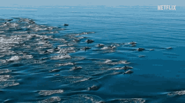 Dolphin Sea GIF - Dolphin Sea Ocean GIFs