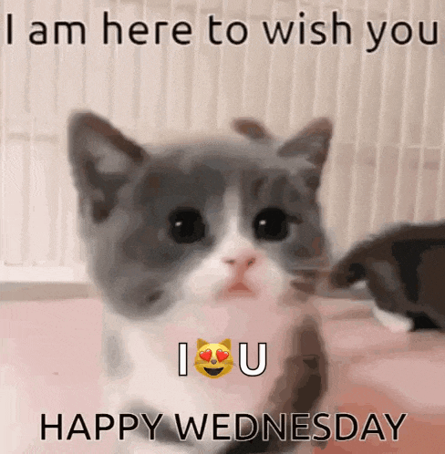 a gray and white kitten is sitting on a bed and says `` i am here to wish you happy wednesday ''