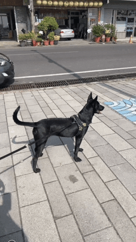 a black dog is standing on a sidewalk in front of a building