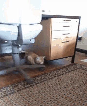 Cat Hiding GIF - Cat Hiding Stretch GIFs