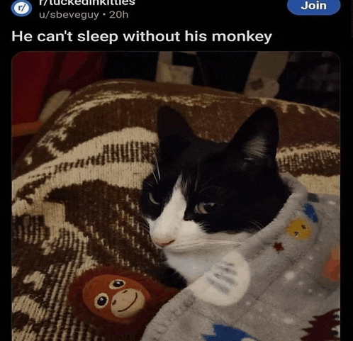 a cat wrapped in a blanket with a stuffed monkey