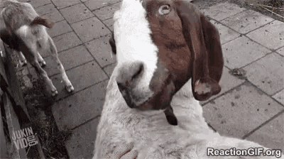 a person is petting a brown and white goat .