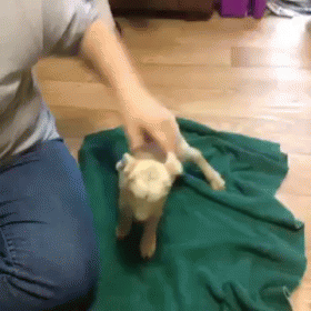 Adorable Goat Scream GIF - Goat Scream Cute GIFs