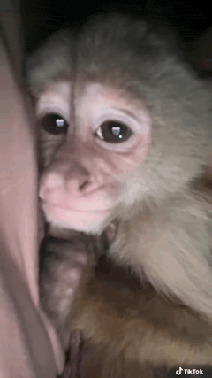 a close up of a monkey with a tiktok watermark on the bottom right