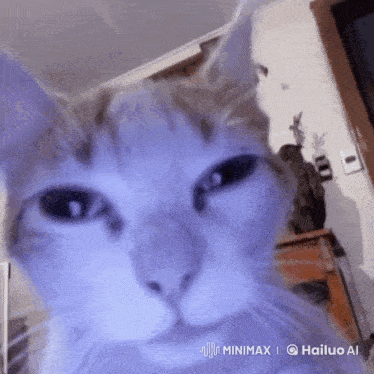 a close up of a cat 's face with a watermark that says hailuo ai on it