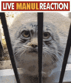 a cat behind bars with a sign that says " live manul reaction "