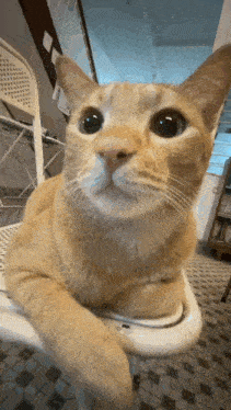 a cat is laying on a white chair and looking up at the camera
