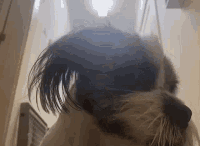a close up of a dog 's face with a very long haircut