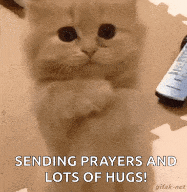 a kitten is praying and sending prayers and lots of hugs !