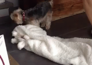 Don'T Touch My Stuff GIF - Dog Angry GIFs