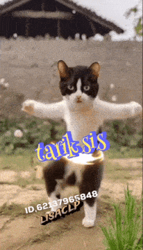a black and white cat is dancing with the word tariksis written on it