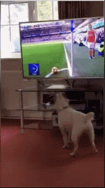Dog Watching GIF - Dog Watching Ball GIFs