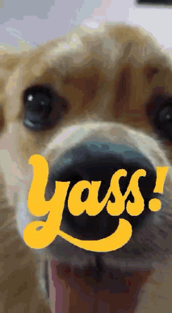 a close up of a dog 's face with the word yass on it
