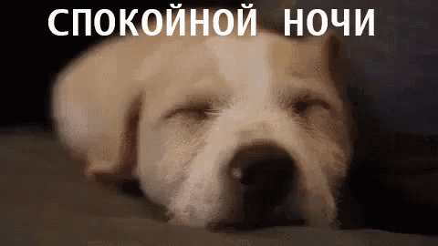 a dog is sleeping on a bed with its eyes closed in a russian language .