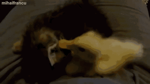 Duckling And Kitten Nap Together GIF - Duckling Kitten Nap GIFs