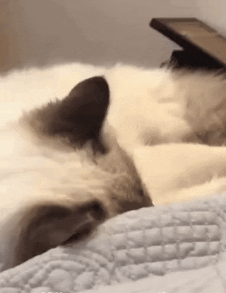 a close up of a cat laying on a bed with a cell phone .