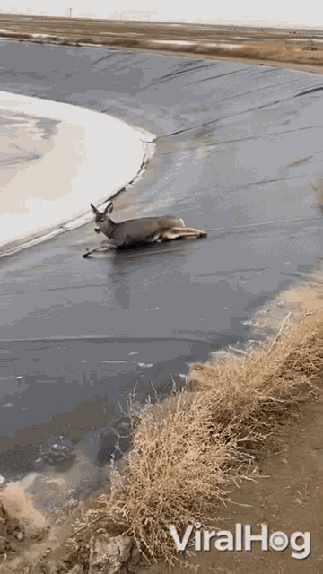 Rescue Deer Viralhog GIF - Rescue Deer Viralhog Taking Deer Of Ice Lake GIFs