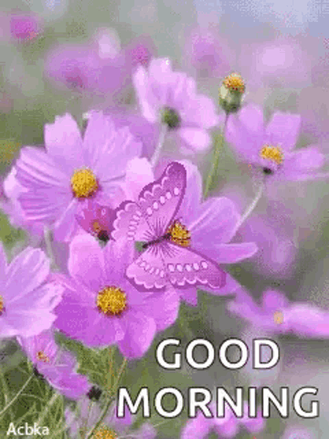 a butterfly is sitting on a purple flower with the words `` good morning '' written on it .