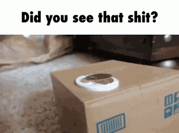 Cat Surprised GIF - Cat Surprised See GIFs