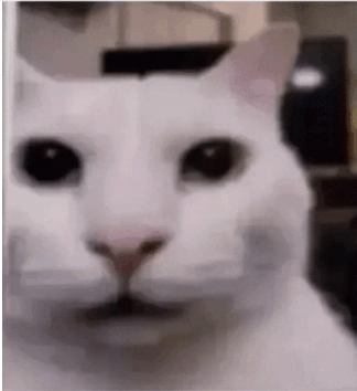 Cat Stare Evil Cat Stare GIF - Cat Stare Cat Evil Cat Stare GIFs
