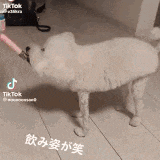 a white dog is standing on a tiled floor with a pink object in its mouth .