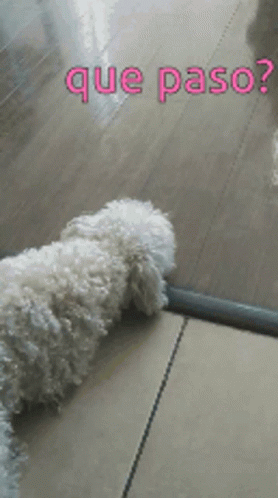 Dog Dogs GIF - Dog Dogs Surprise GIFs