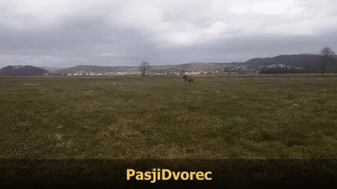 Great Dane Pes GIF - Great Dane Pes Jumping Dog GIFs