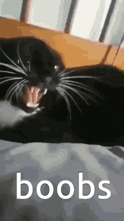 a black cat is laying on a bed with its mouth open and the word boobs written on the bottom .
