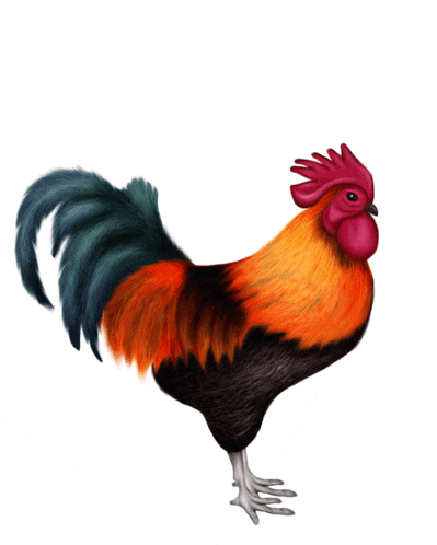 a colorful rooster with a red crest is standing on its hind legs