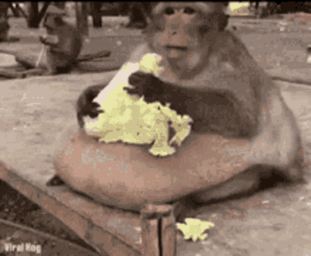 a monkey is sitting on a bench eating a piece of food .