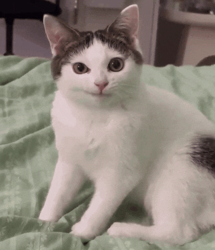 a black and white cat sitting on a green blanket