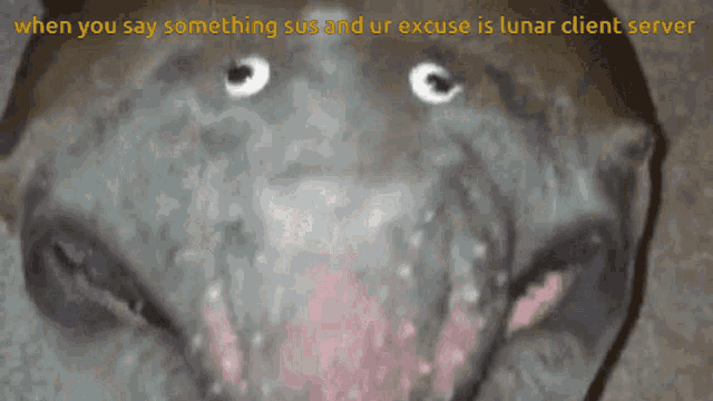a close up of a dog 's face with the words when you say something sus and ur excuse is lunar client server below it