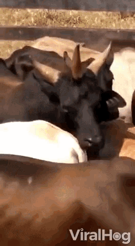 Cow Three Horn Cow GIF - Cow Three Horn Cow Horns GIFs