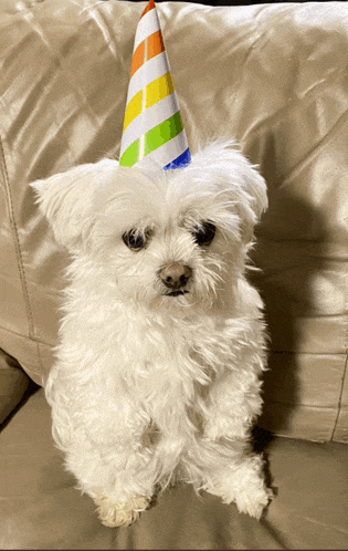 a small white dog wearing a colorful party hat