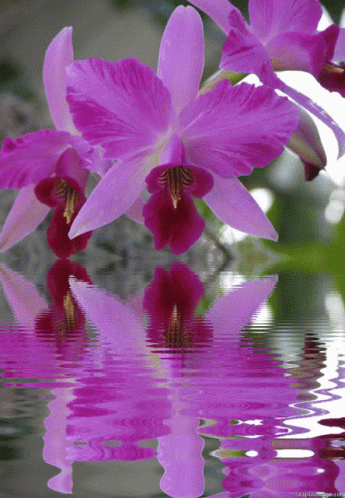 Flower Orchid GIF - Flower Orchid Reflection GIFs