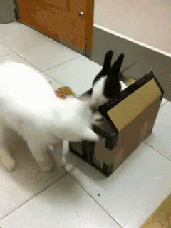 兔子 兔兔 猫咪 可爱 GIF - Bunny Rabbit Cat GIFs