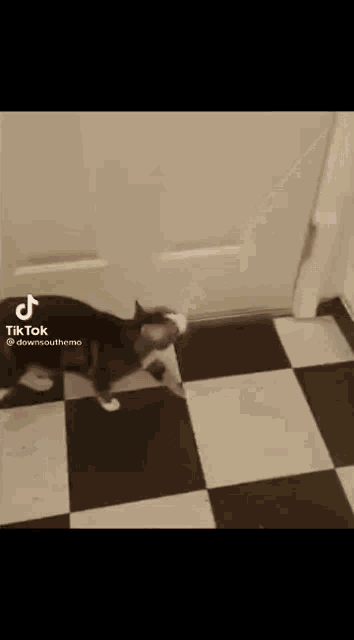 a black and white cat is walking on a checkered floor next to a door .