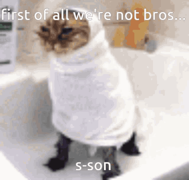 a cat is wrapped in a towel and says first of all we 're not bros