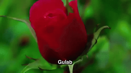 गुल गुलाब Rose Gul Gulab फूल GIF - गुल गुलाब Rose GIFs