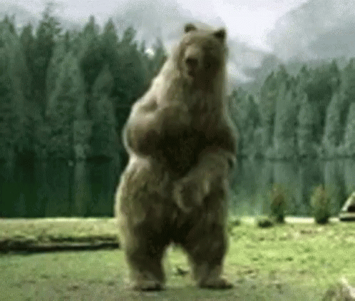 Bear Dance GIF - Bear Dance Turnt GIFs