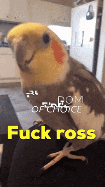 a cockatiel is sitting on a person 's lap with the words " fuck ross " on the bottom