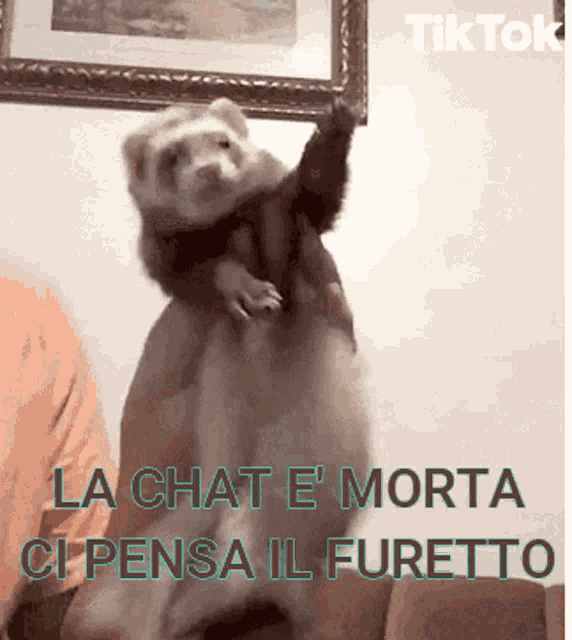 Furetto Ferret GIF - Furetto Ferret Chat GIFs