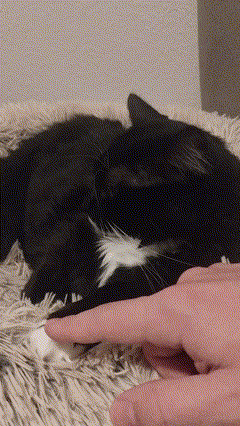 a black and white cat laying on a blanket
