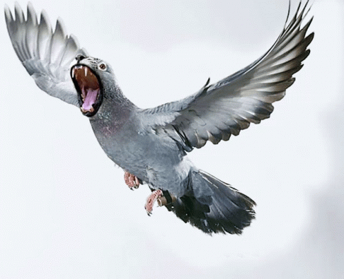 Pigeon Seal GIF - Pigeon Seal Bird GIFs