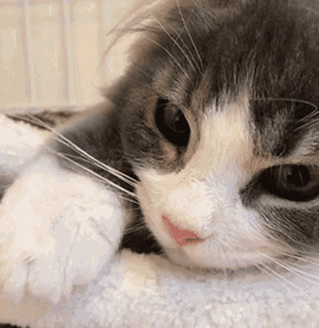 a close up of a gray and white cat laying down