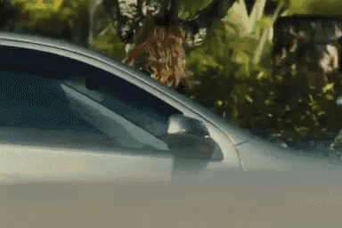 a white car is driving through a forest with trees in the background .