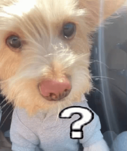 Dog Confused GIF - Dog Confused Please GIFs