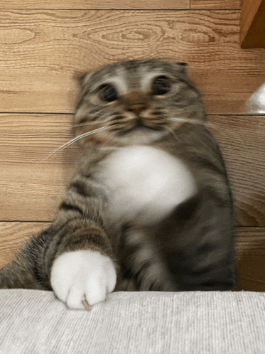 a close up of a cat 's paw on a blanket on a wooden floor